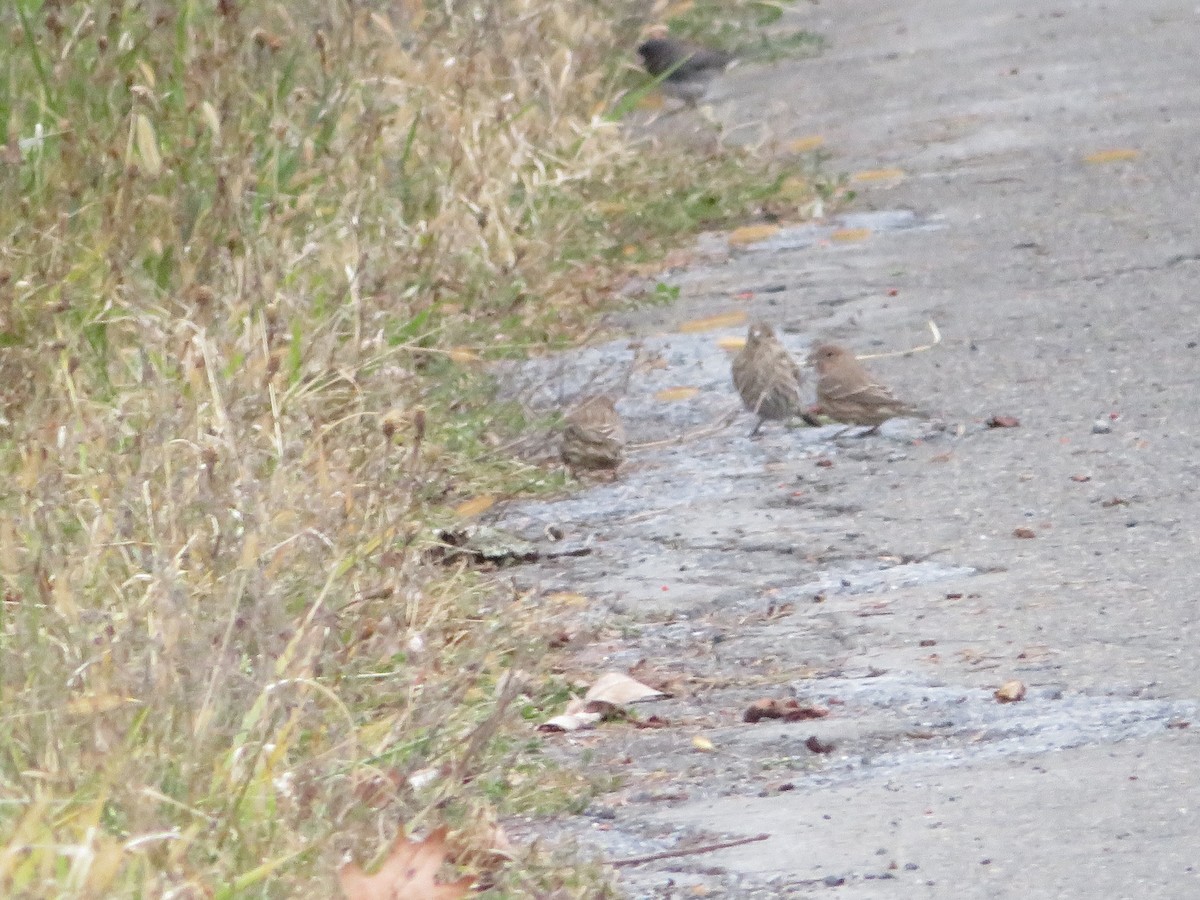 House Finch - ML645866259