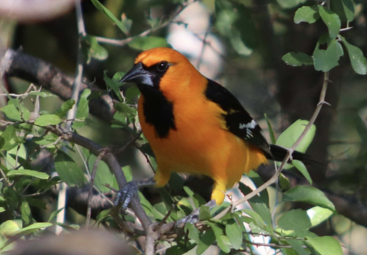 Altamira Oriole - ML645866270