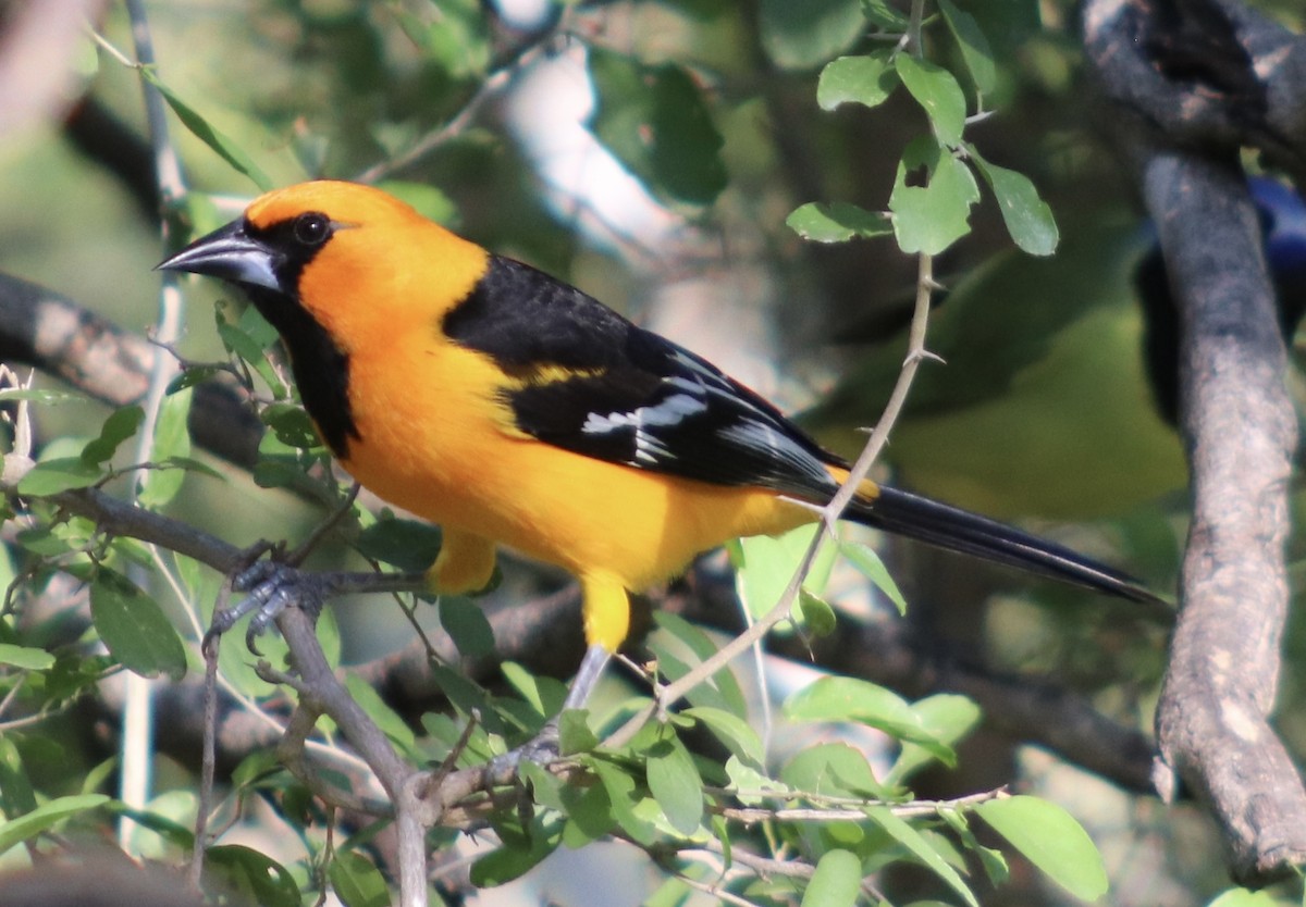 Altamira Oriole - ML645866271