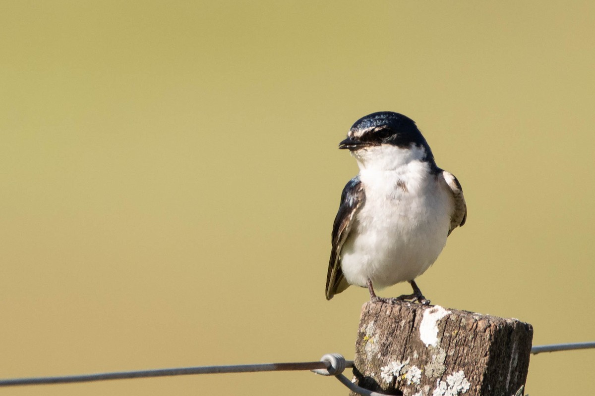 Ak Sokumlu Kırlangıç - ML645866283