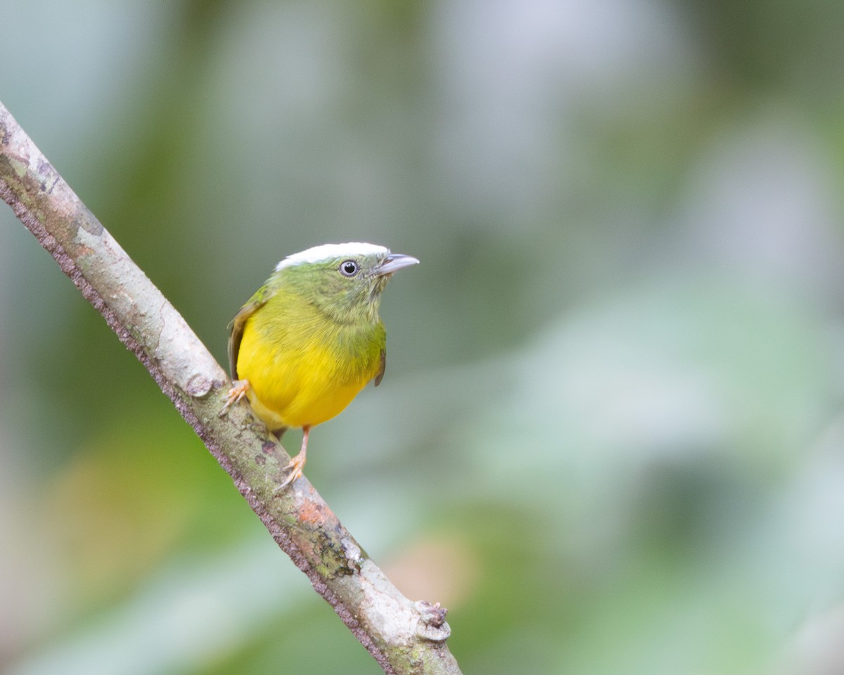 Snow-capped Manakin - ML645866284