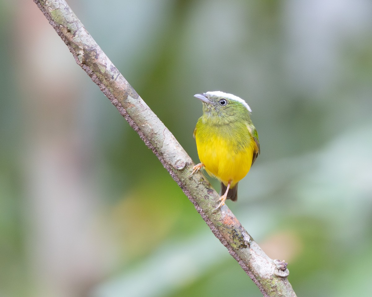 Snow-capped Manakin - ML645866285