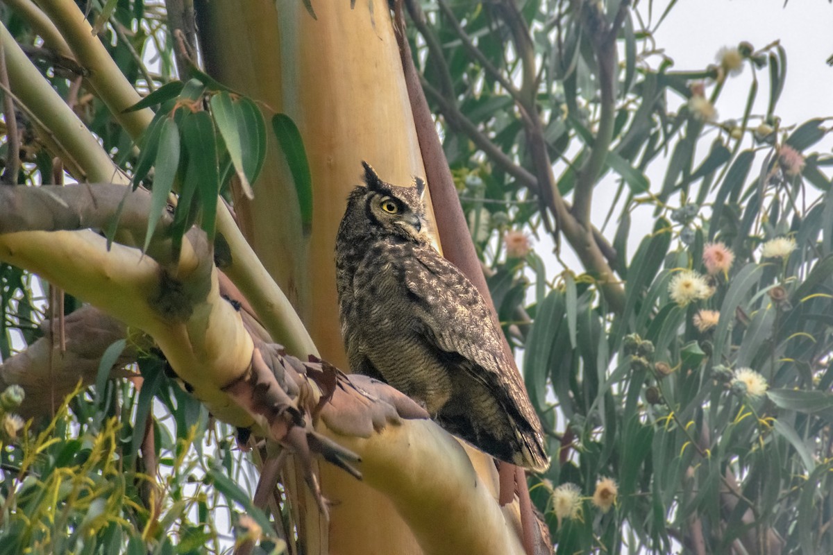 Lesser Horned Owl - ML645866291