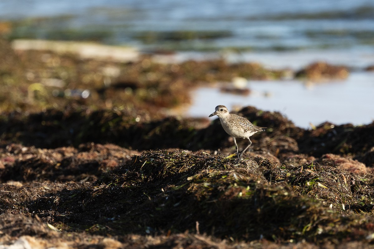 Black-bellied Plover - ML645866292