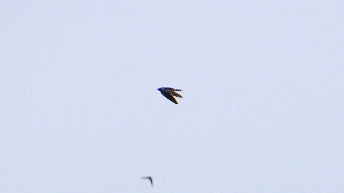 Ластівка сільська - ML645866293