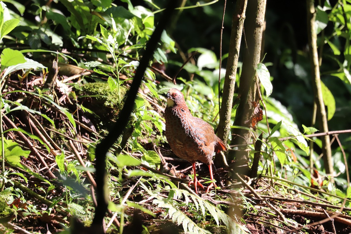 Buffy-crowned Wood-Partridge - ML645866296