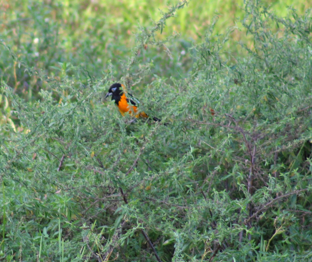 Venezuelan Troupial - ML645866297