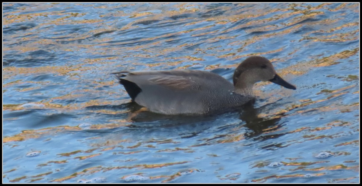 Boz Ördek - ML645866304