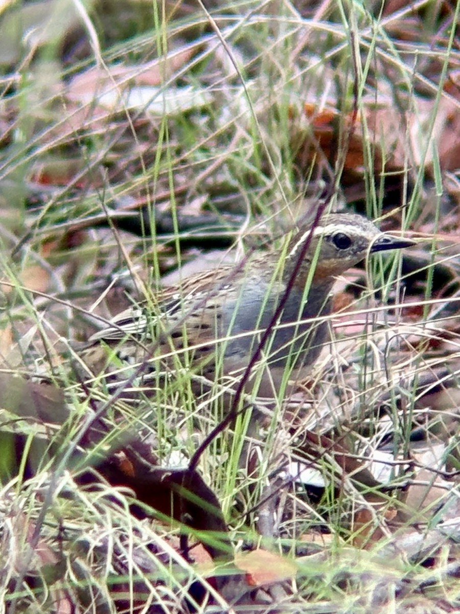 Spotted Quail-thrush - ML645866305