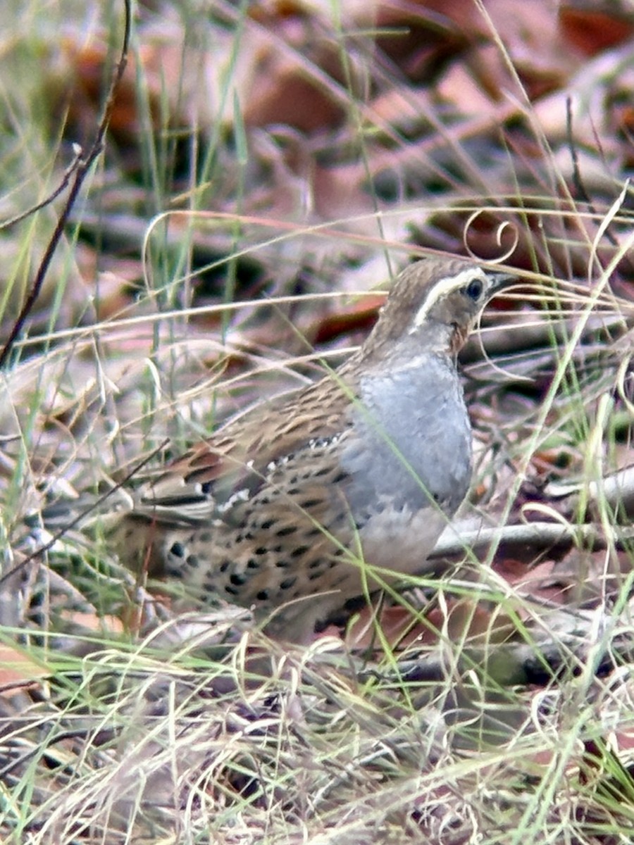 Spotted Quail-thrush - ML645866308