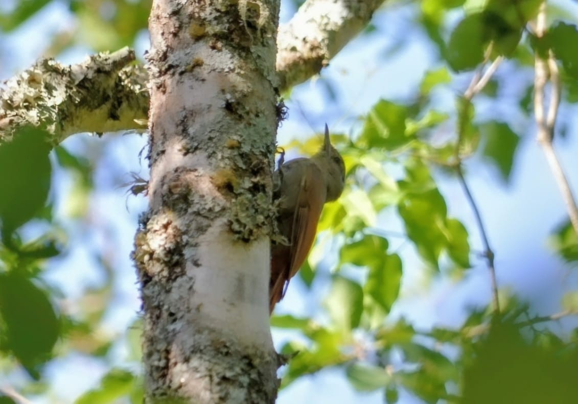 Olivaceous Woodcreeper - ML645866310
