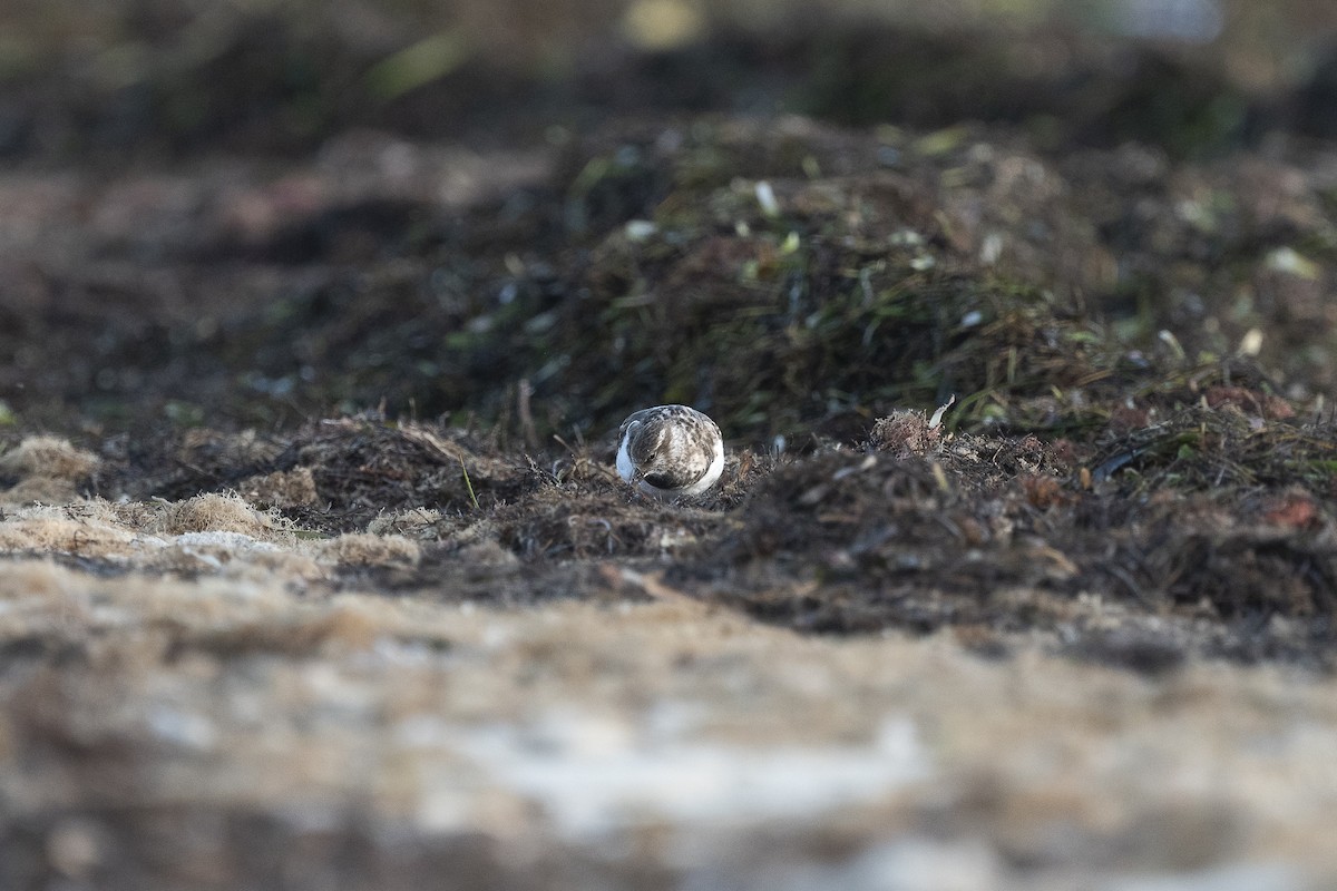 Ruddy Turnstone - ML645866324