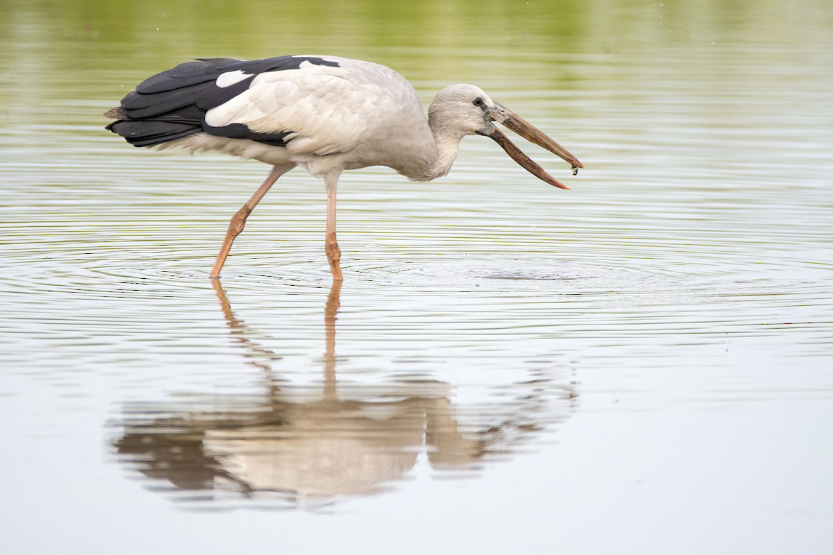 Asian Openbill - ML645866326