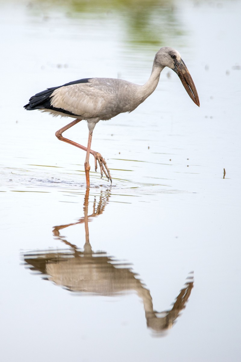 Asian Openbill - ML645866327