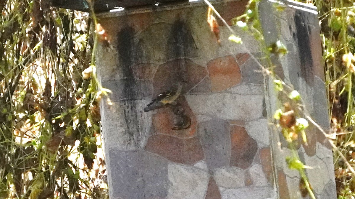 Peruvian Meadowlark - ML645866332