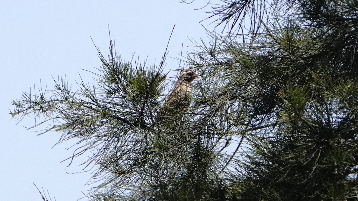 Peruvian Meadowlark - ML645866334