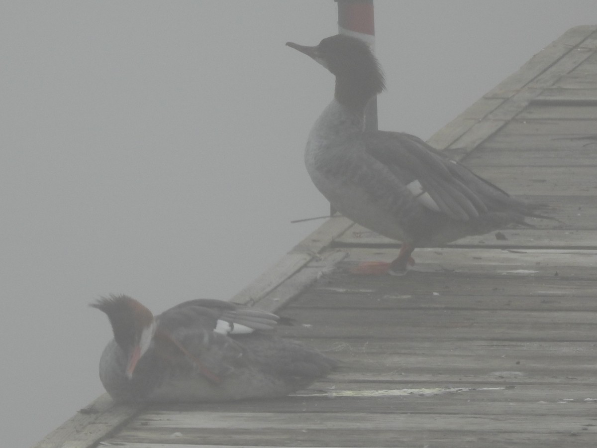 Common Merganser - ML645866335