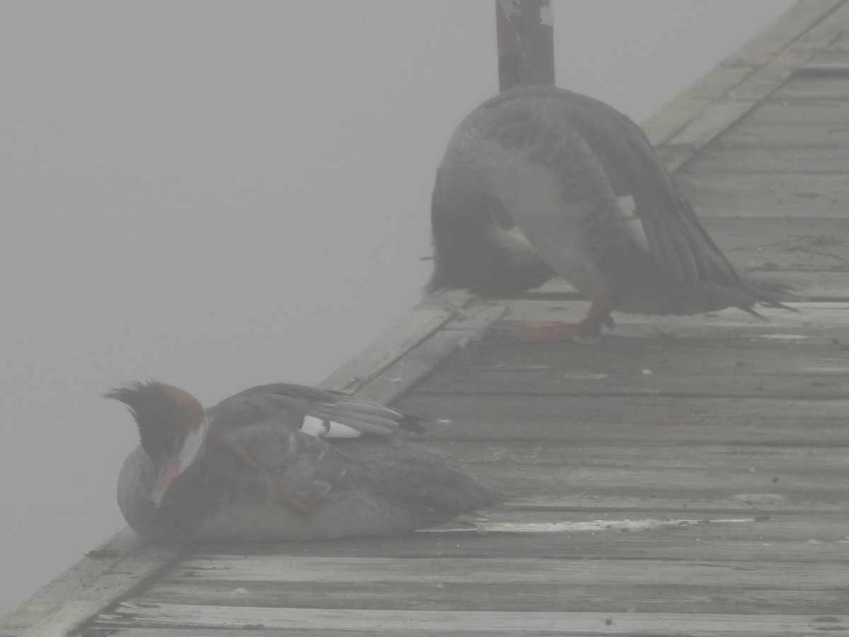 Common Merganser - ML645866336