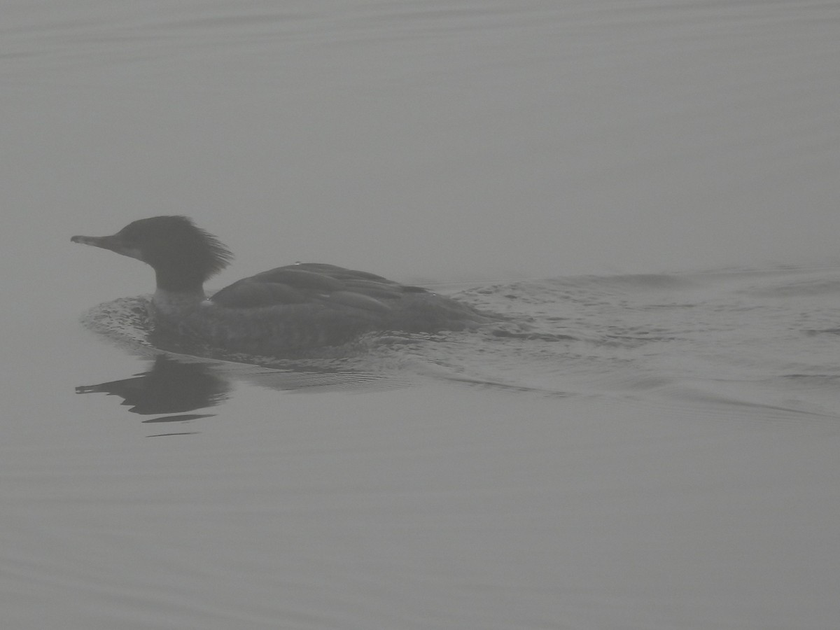 Common Merganser - ML645866337