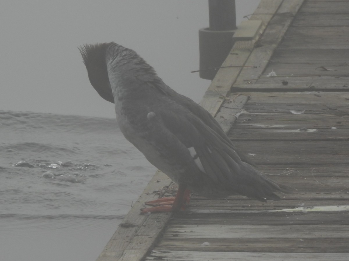 Common Merganser - ML645866338