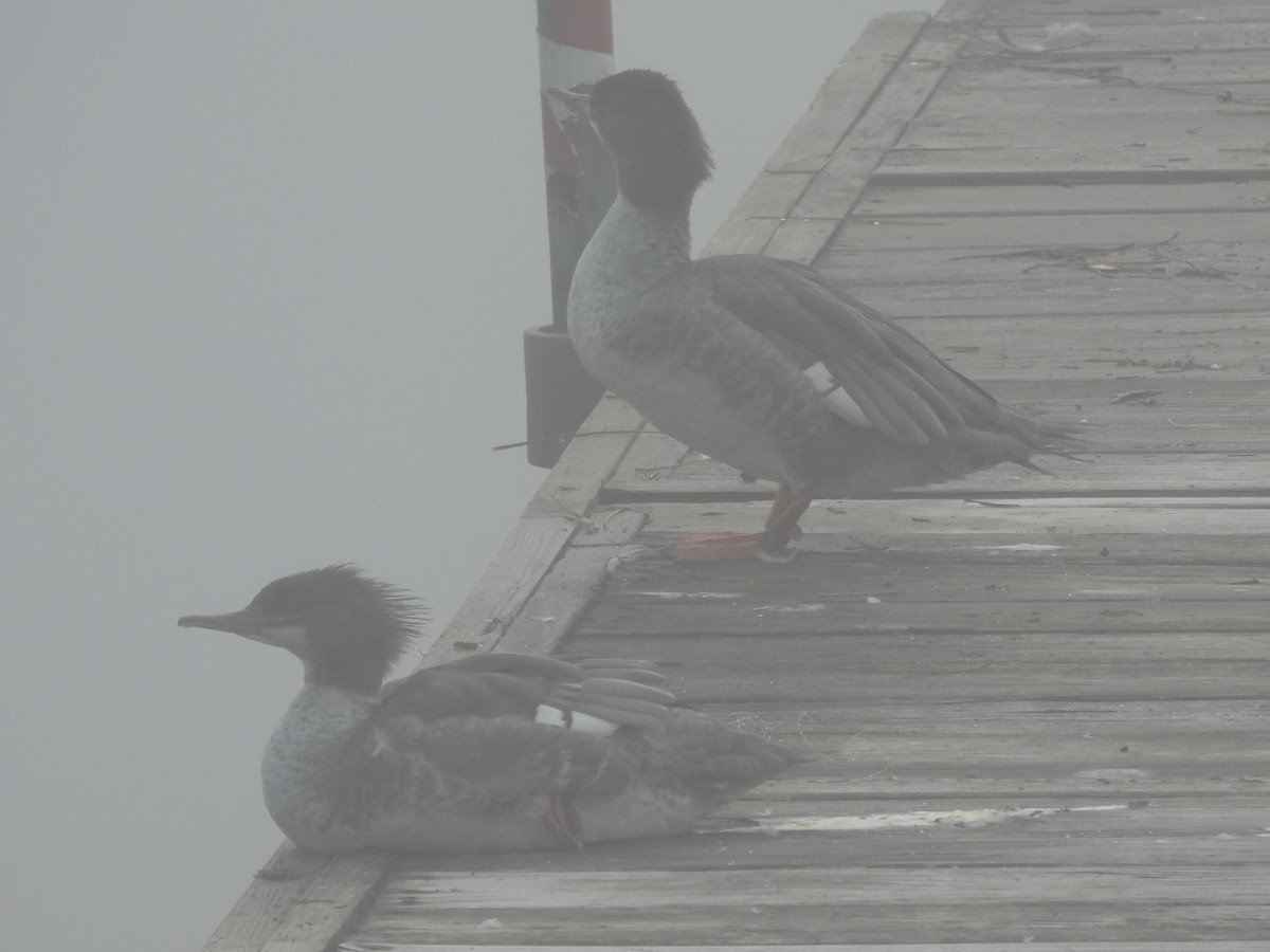 Common Merganser - ML645866339
