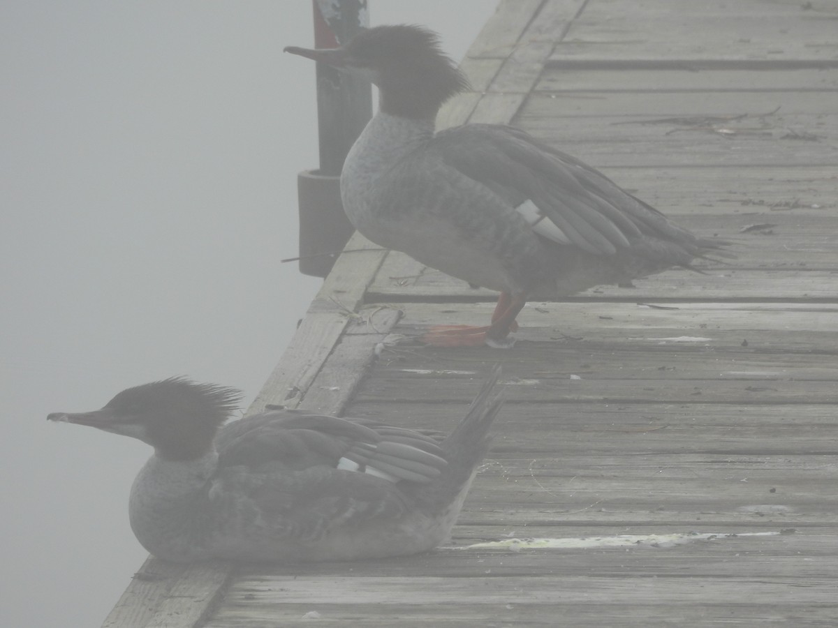 Common Merganser - ML645866340
