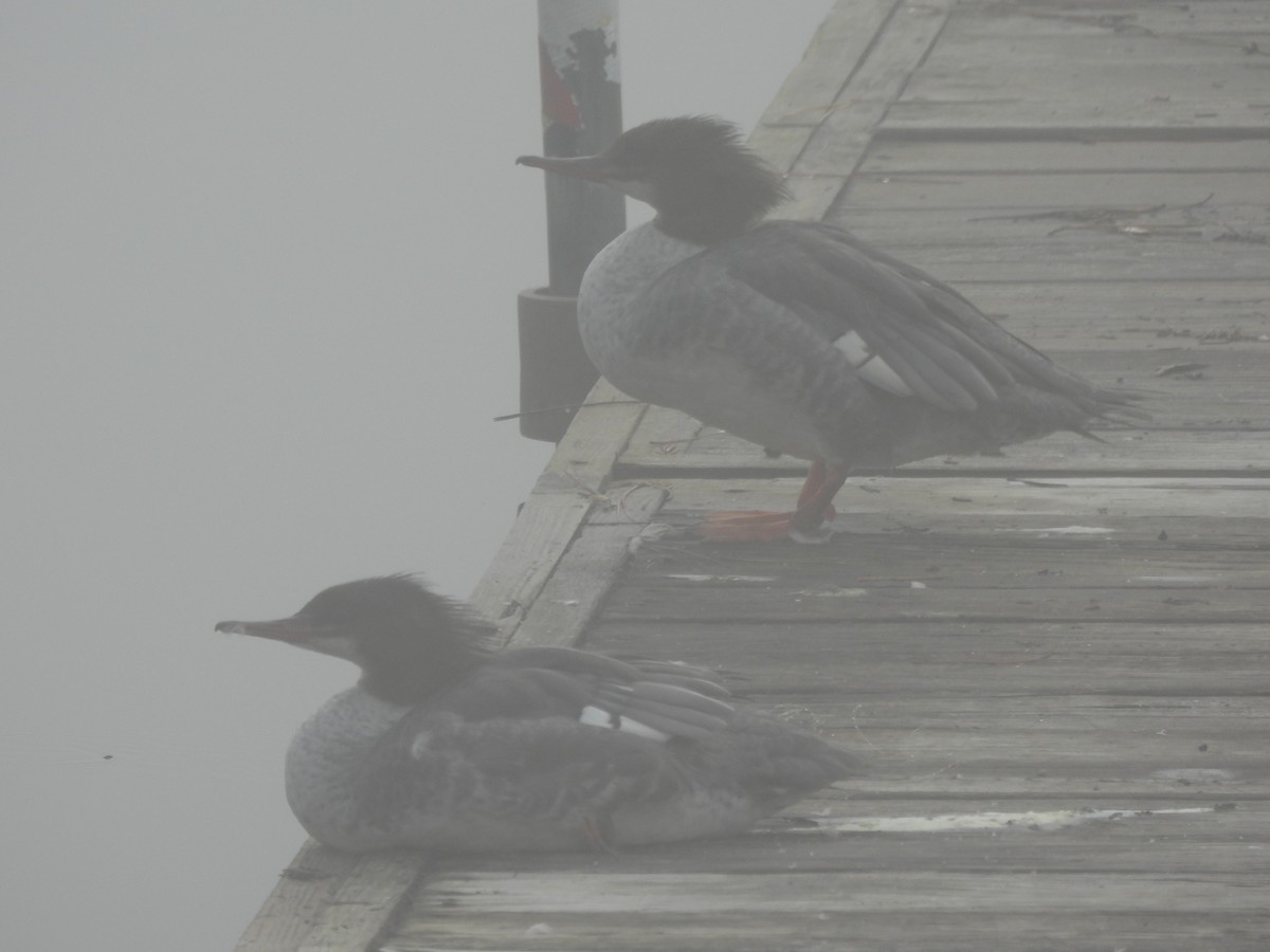 Common Merganser - ML645866341