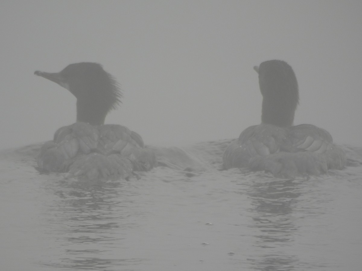 Common Merganser - ML645866343