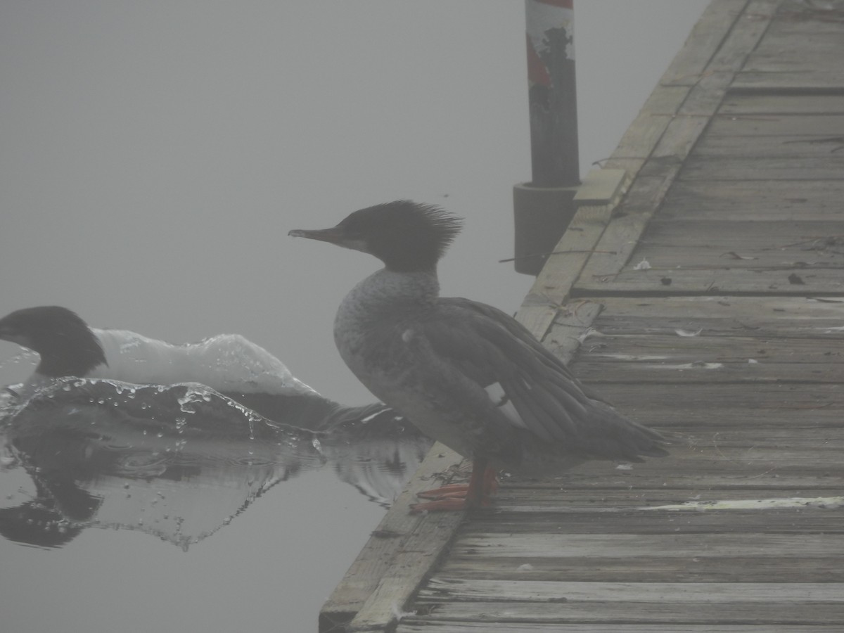 Common Merganser - ML645866345