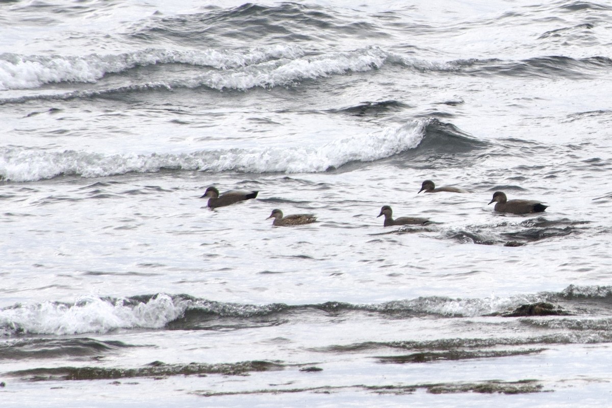 Boz Ördek - ML645866354