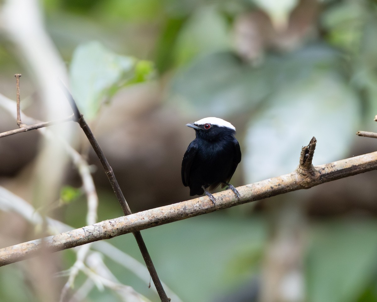 White-crowned Manakin - ML645866361