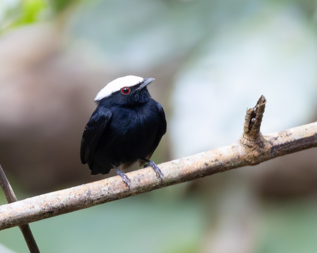 White-crowned Manakin - ML645866362