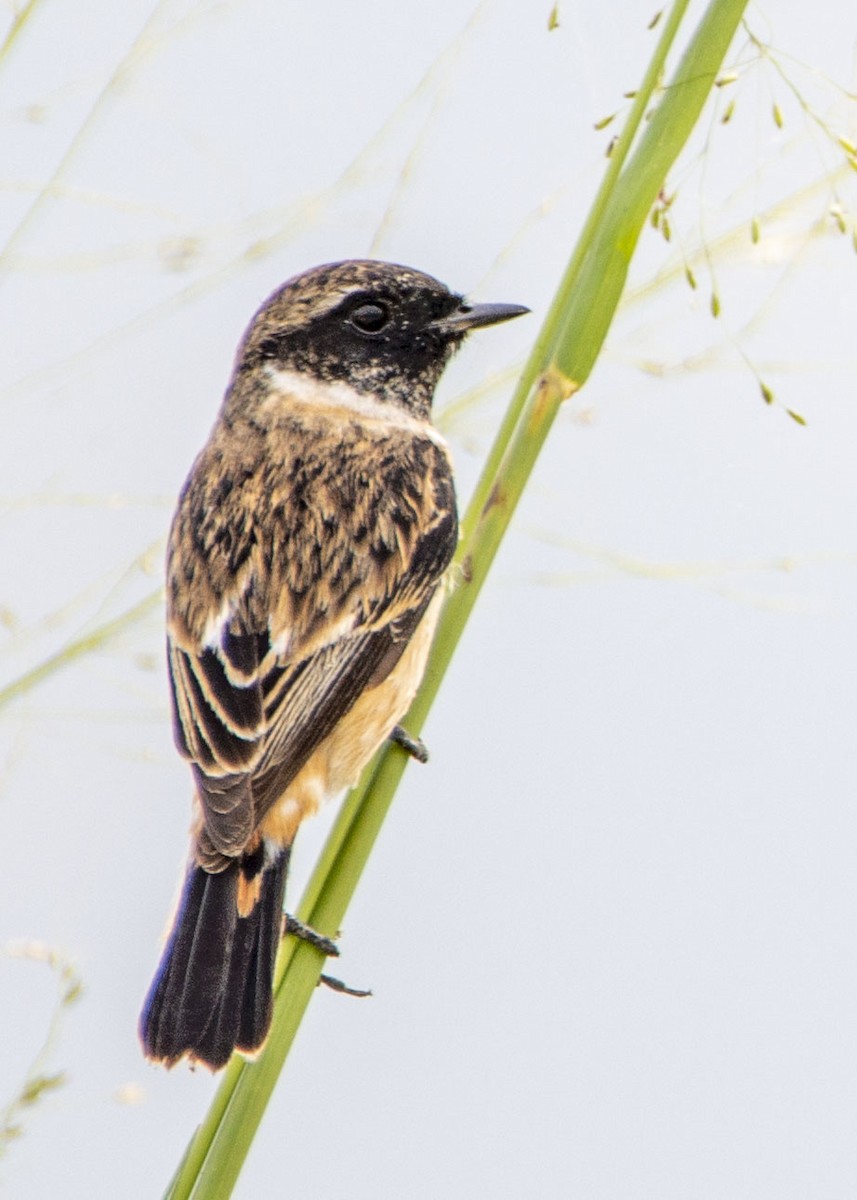 Amur Stonechat - ML645866369