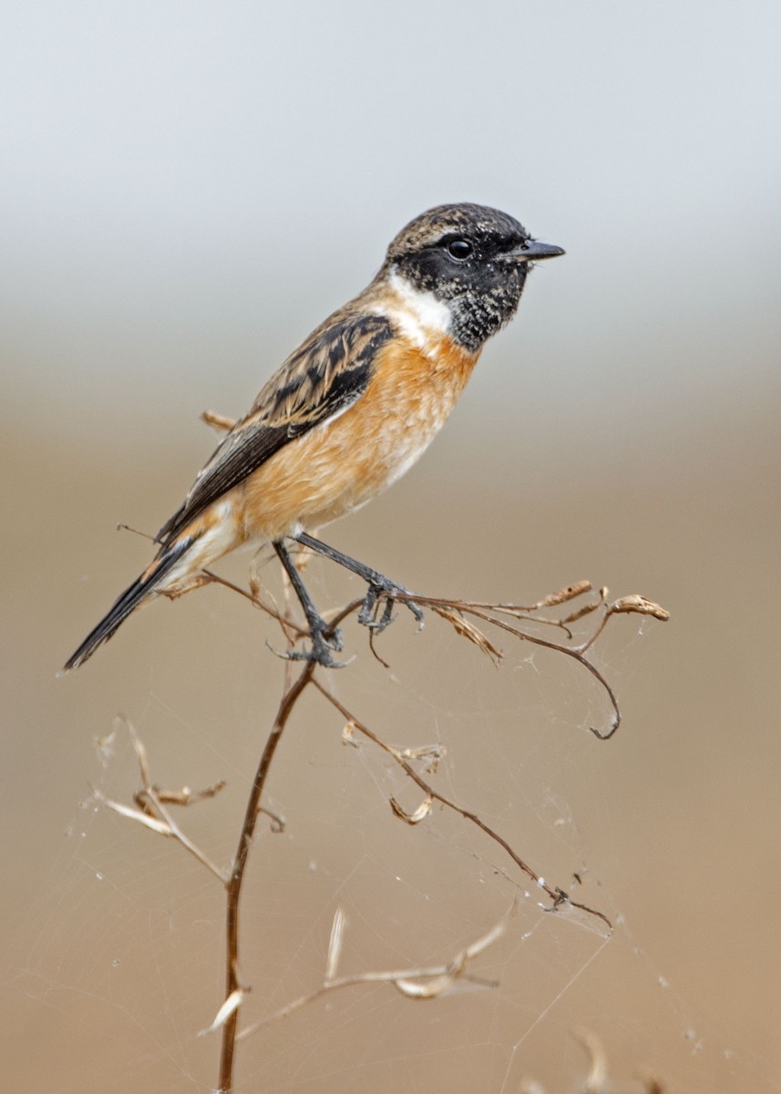 Amur Stonechat - ML645866370