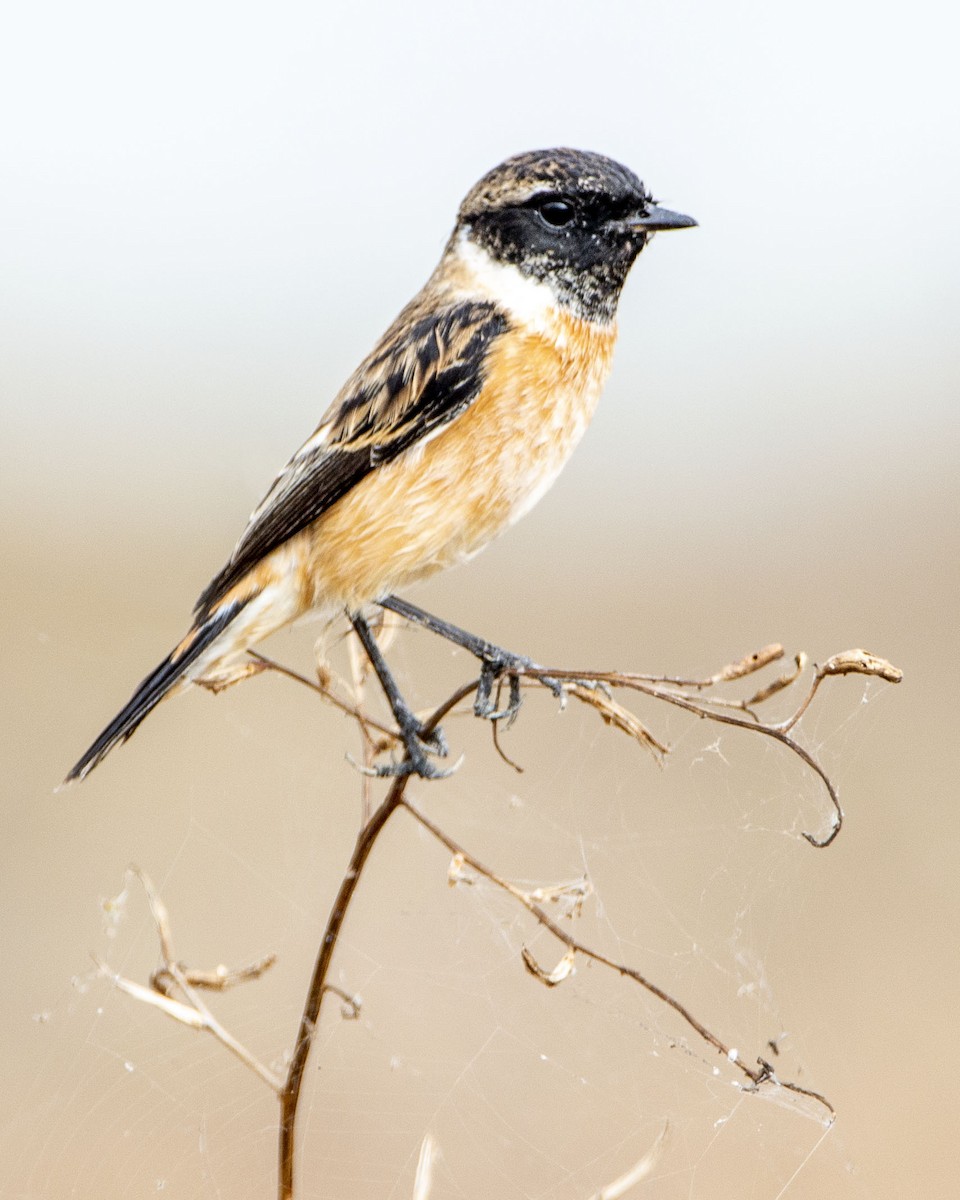 Amur Stonechat - ML645866371