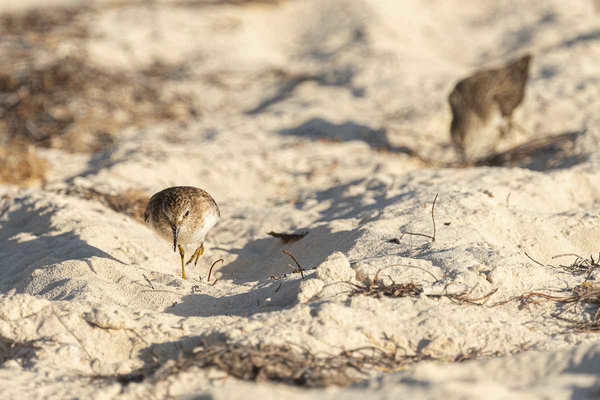 Least Sandpiper - ML645866374