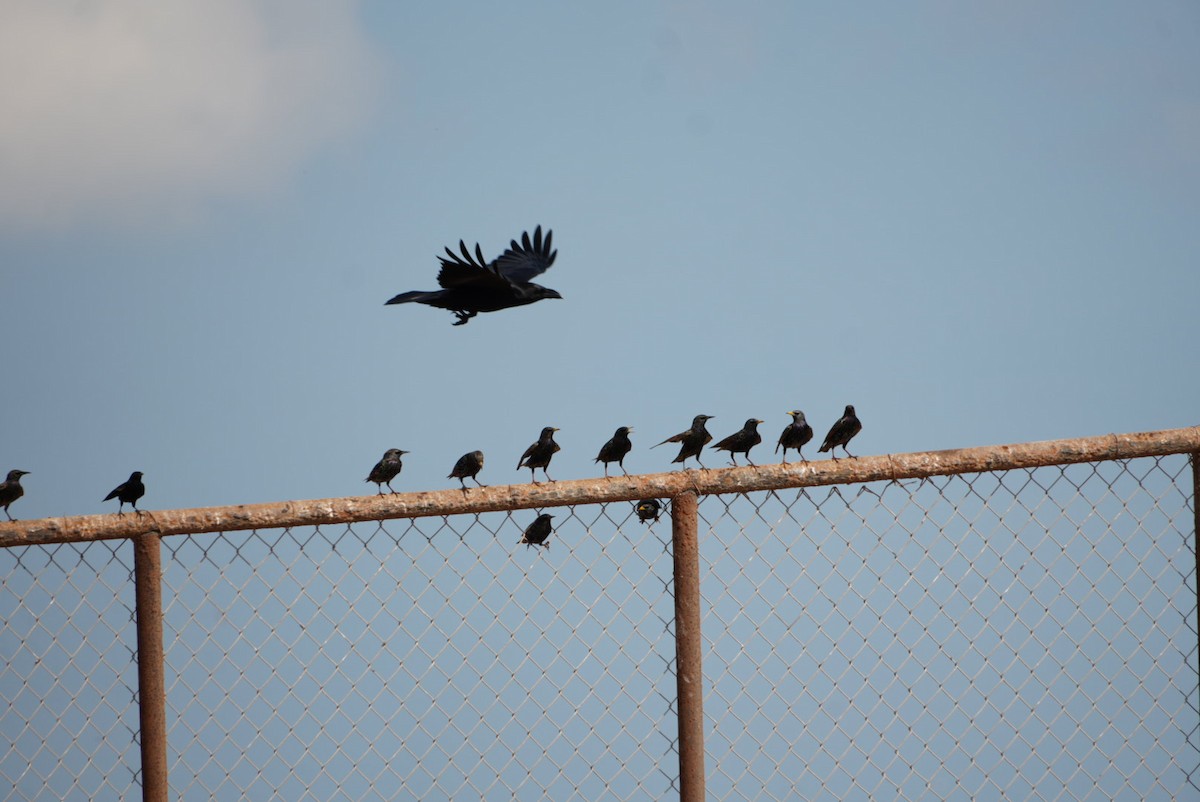 krkavec mexický - ML645866381