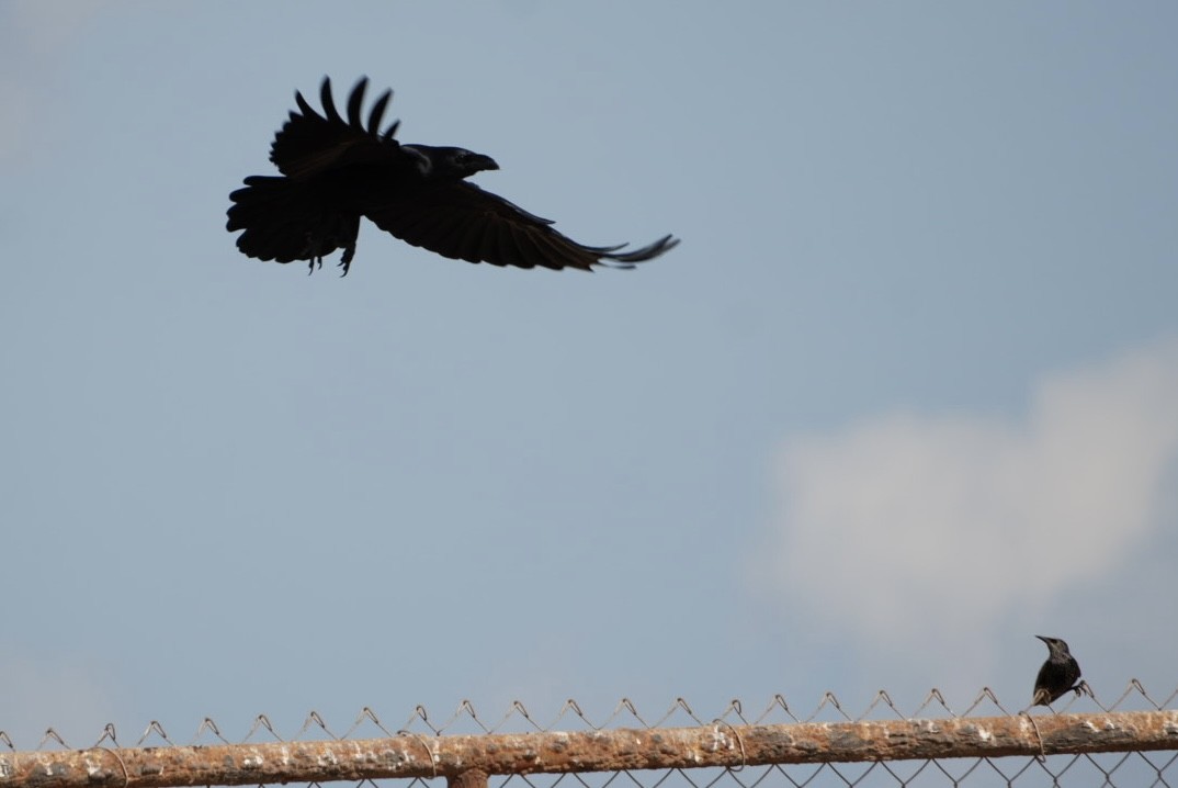 krkavec mexický - ML645866382