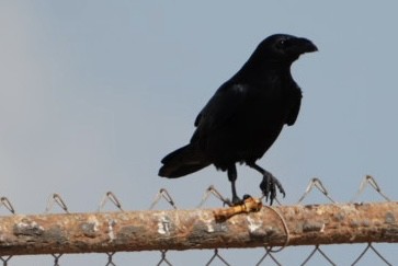 krkavec mexický - ML645866384