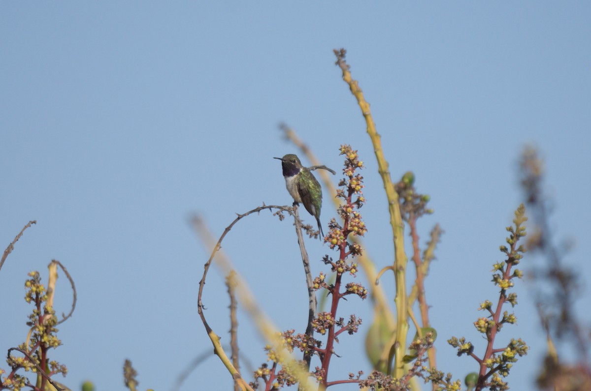 kalypta lantanová - ML645866386