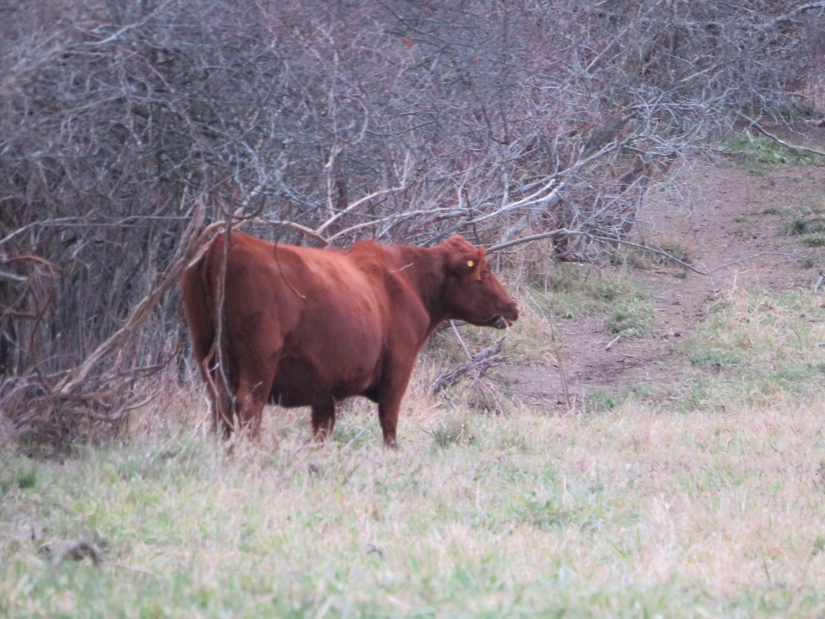 Animals - ML645866391