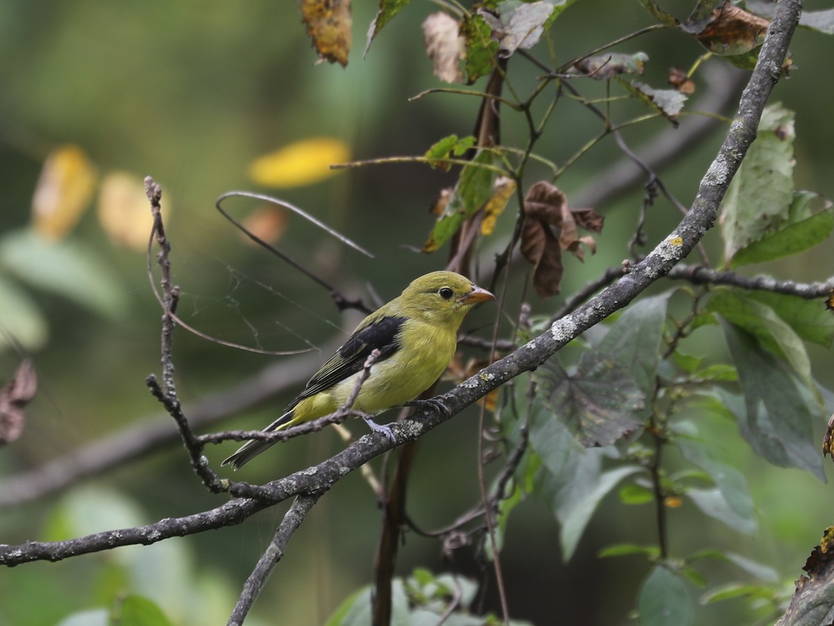 Scarlet Tanager - ML645866393