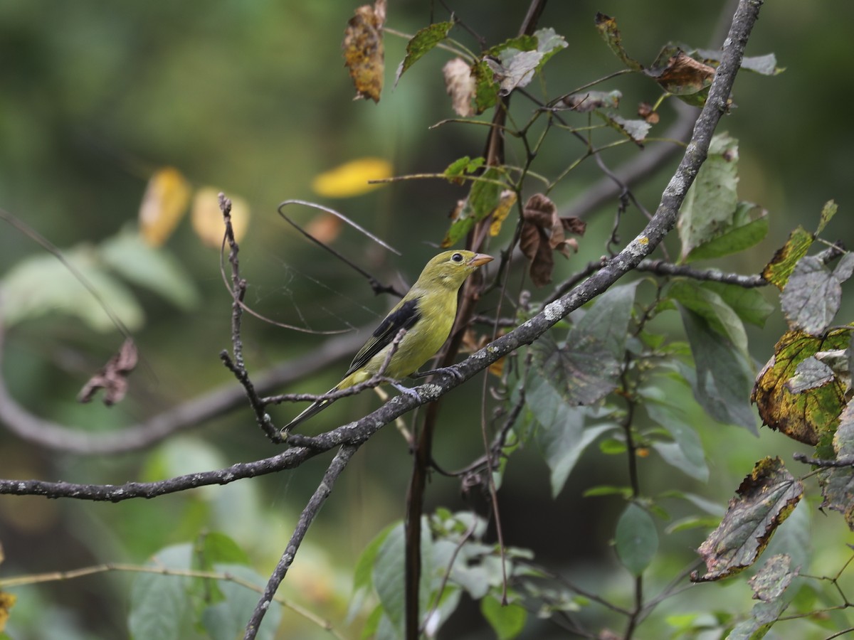 Scarlet Tanager - ML645866394