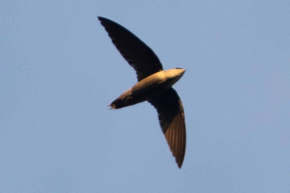 Band-rumped Swift - ML645866396