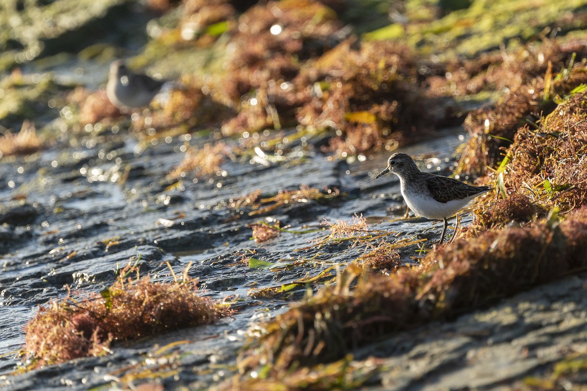 Least Sandpiper - ML645866399
