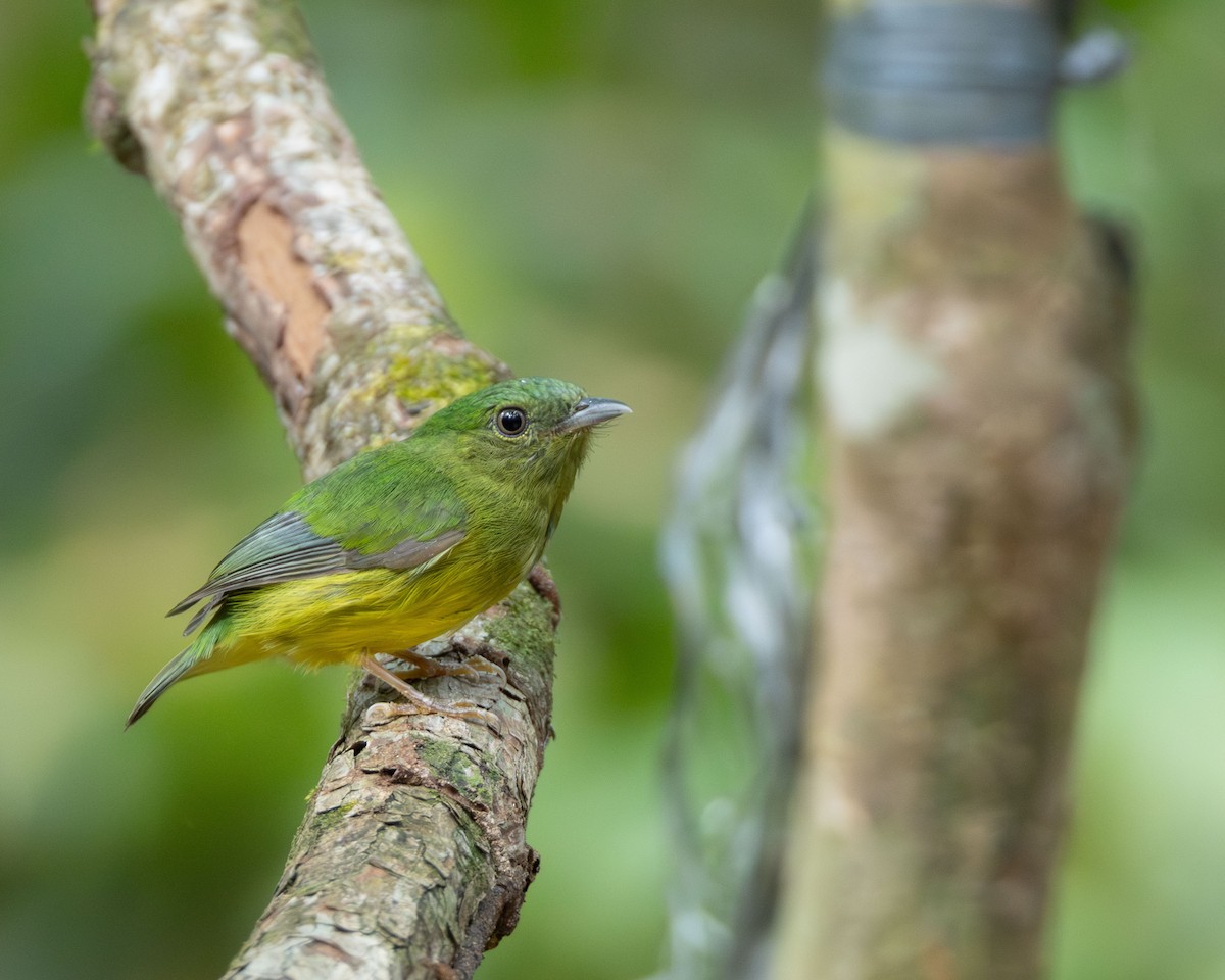 Fiery-capped Manakin - ML645866401