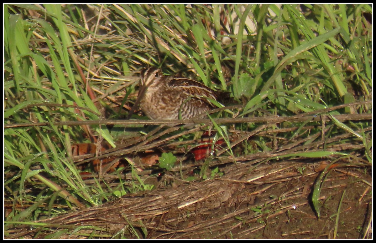 Wilson's Snipe - ML645866411