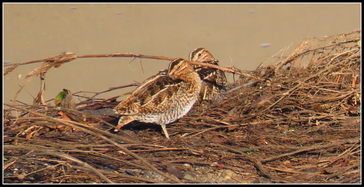 Wilson's Snipe - ML645866412