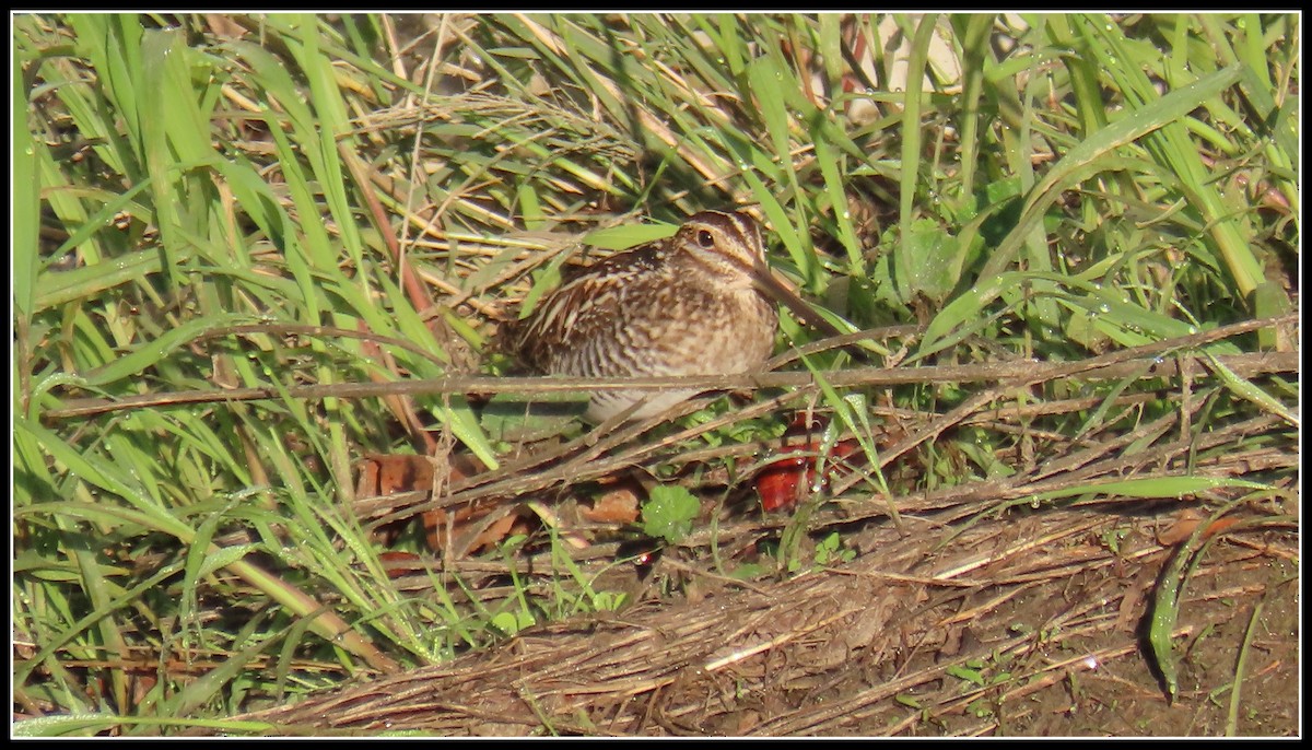 Wilson's Snipe - ML645866413