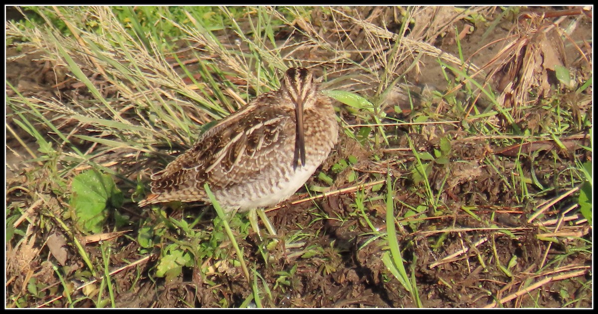 Wilson's Snipe - ML645866414